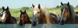 4 Horses