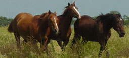 Running Horses