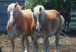 Horses