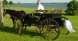 Horse Waiting at Wedding